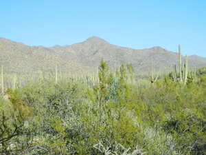 Desert-Conservation-Christopher-Block