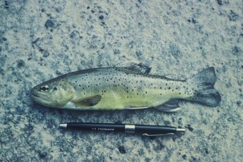 Arizona Fish Hatcheries