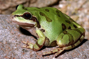Arizona Tree Frog - copyright Gary Nafis