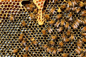 Bee Honeycomb
