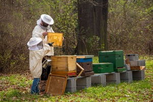 Bee Keeping