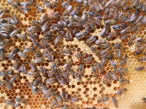 Bee Drones with Cloaks