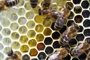 Bee Eggs