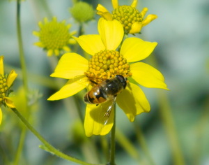 Bee Gathering Food - Copyright Christopher Block