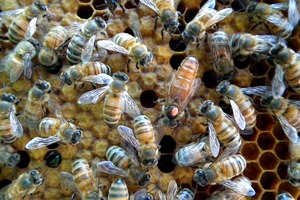 The Queen Bee
