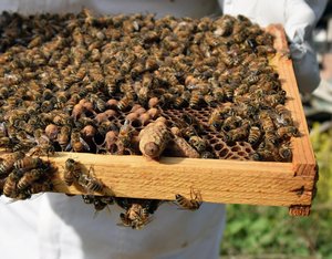 Queen-Bee-Cell