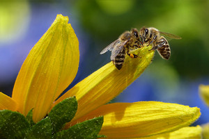 Bee Sipping Nectar Together