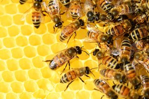 Bee Workers