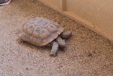 Desert Tortoise - copyright Gary Nafis